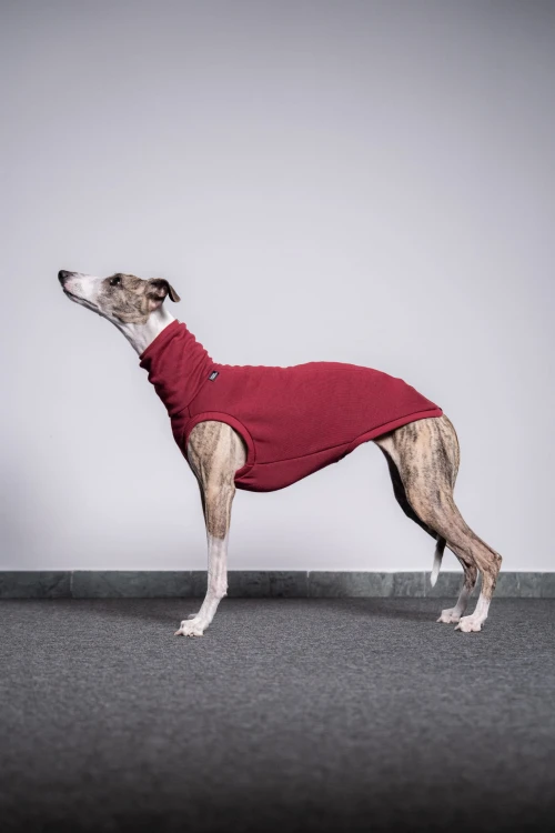 Whippet w bordowej dresowej bluzie, widok z boku w oddaleniu
