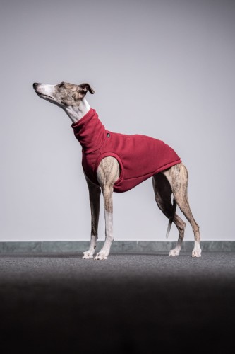 Whippet w bordowej dresowej bluzie, cała sylwetka z boku