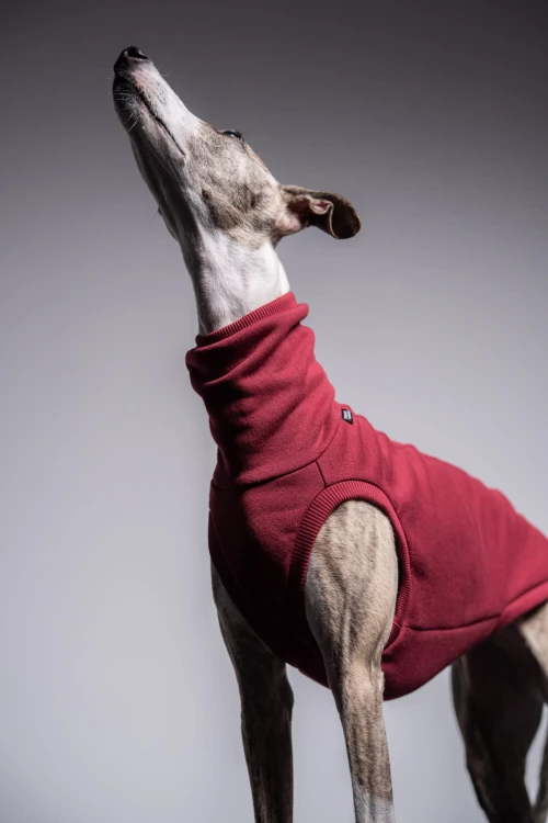 Whippet w bordowej dresowej bluzie, głowa uniesiona wysoko