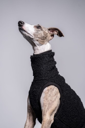 Whippet w czarnej wełnianej bluzie, portret siedzący z głową uniesioną