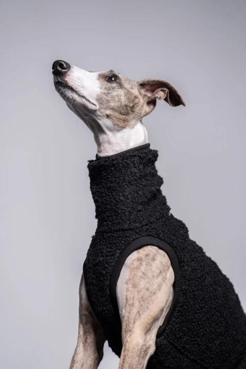 Whippet w czarnej wełnianej bluzie, portret siedzący z głową uniesioną