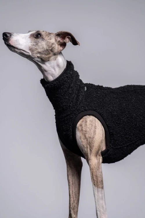 Whippet w czarnej wełnianej bluzie, cała sylwetka z głową skierowaną w bok
