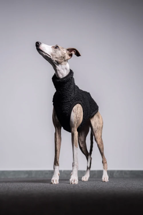 Whippet w czarnej wełnianej bluzie, portret od przodu z głową uniesioną