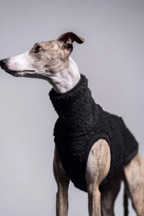Whippet w czarnej wełnianej bluzie – pełna sylwetka w pionowym kadrze