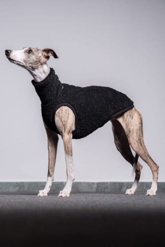 Whippet w czarnej wełnianej bluzie, stojący bokiem na ciemnym podeście