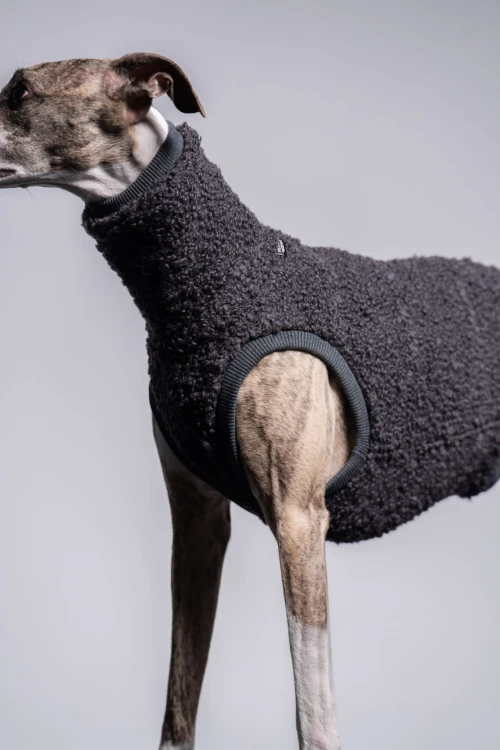 Whippet w grafitowej wełnianej bluzie, portret z głową skierowaną w bok