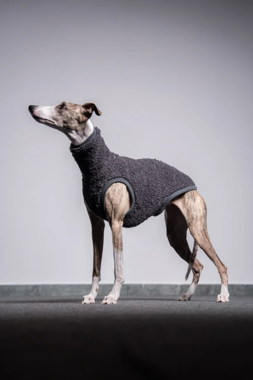 Whippet w grafitowej wełnianej bluzie – pełna sylwetka z boku na podeście