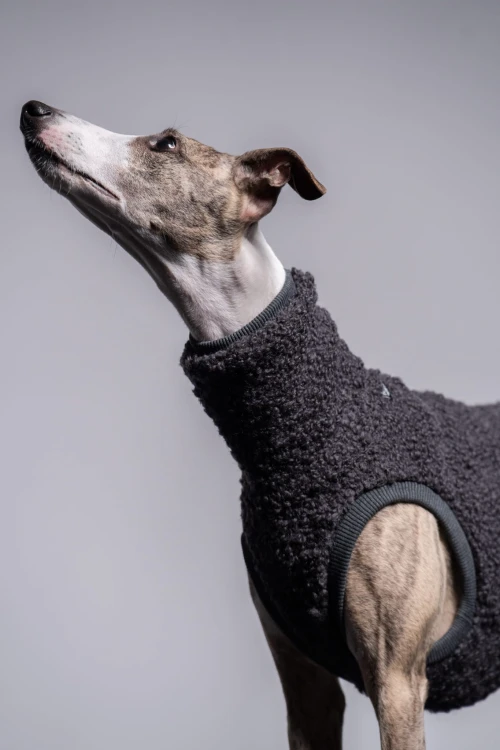 Whippet w grafitowej wełnianej bluzie, portret z głową uniesioną wysoko