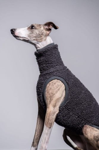 Whippet w grafitowej wełnianej bluzie, portret siedzący z głową uniesioną