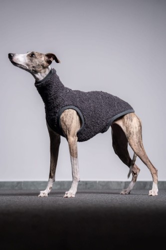 Whippet w grafitowej wełnianej bluzie, cała sylwetka stojąca z opuszczoną głową