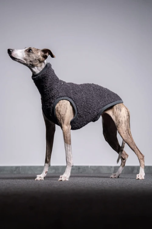 Whippet w grafitowej wełnianej bluzie, cała sylwetka stojąca z opuszczoną głową