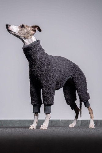 Whippet w grafitowym wełnianym kombinezonie, portret z głową uniesioną
