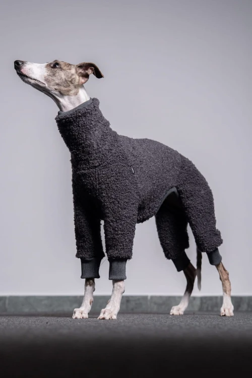 Whippet w grafitowym wełnianym kombinezonie, portret z głową uniesioną