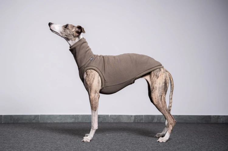 Whippet w dresowej bluzie cappuccino, spokojny profil z boku