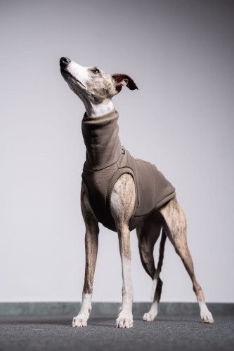 Whippet w dresowej bluzie cappuccino, cała sylwetka z głową w górze