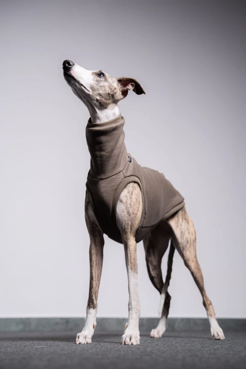 Whippet w dresowej bluzie cappuccino, cała sylwetka z głową w górze