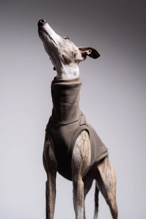 Whippet w dresowej bluzie cappuccino, zbliżenie z głową uniesioną wysoko