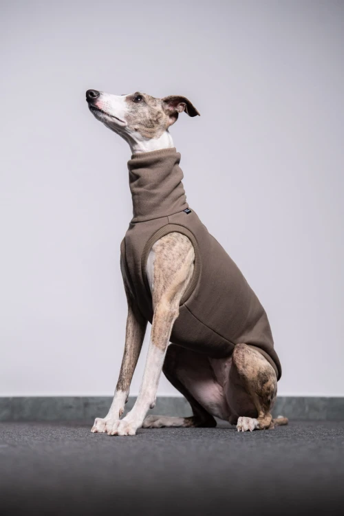 Whippet w dresowej bluzie cappuccino siedzący, portret z profilu