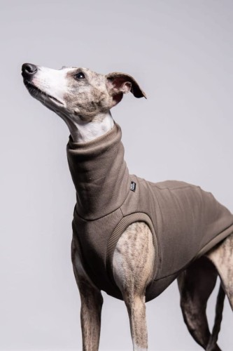 Whippet w dresowej bluzie cappuccino, portret z głową uniesioną w górę