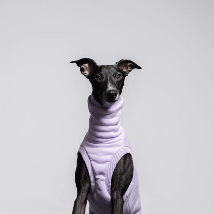 Whippet w lila dresowej bluzie, portret od przodu z uszami w bok