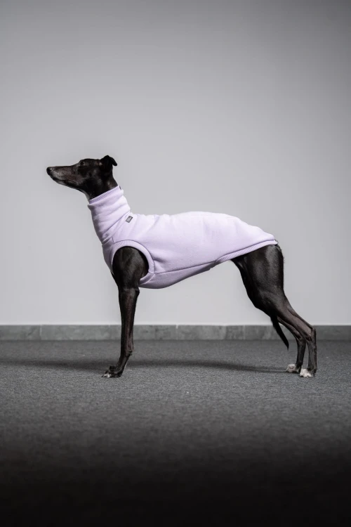 Whippet w lila dresowej bluzie, cała sylwetka z boku