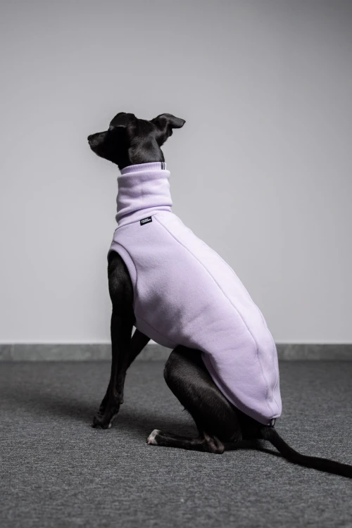 Whippet w lila dresowej bluzie siedzący, profil na ciemnej podłodze