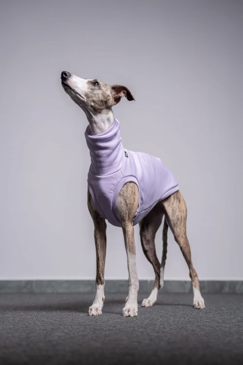 Whippet w lila dresowej bluzie, widok z boku na jasnym tle