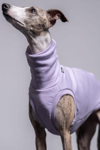 Whippet w lila dresowej bluzie, portret z głową w górze