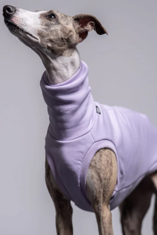 Whippet w lila dresowej bluzie, portret z głową w górze