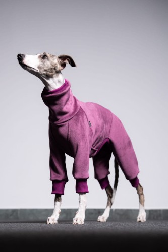 Whippet w bakłażanowym polarowym kombinezonie z aksamitnej dzianiny, widok z boku