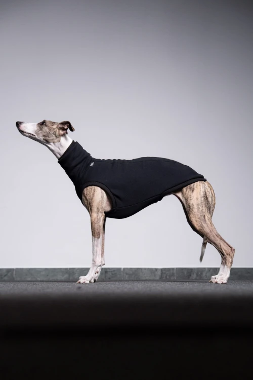 Whippet w czarnej dresowej bluzie, widok z boku w oddaleniu