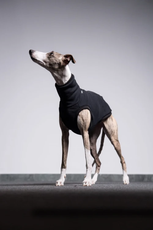 Whippet w czarnej dresowej bluzie, cała sylwetka z głową w górze