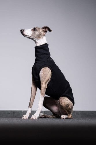 Whippet w czarnej dresowej bluzie, siedzący z profilu