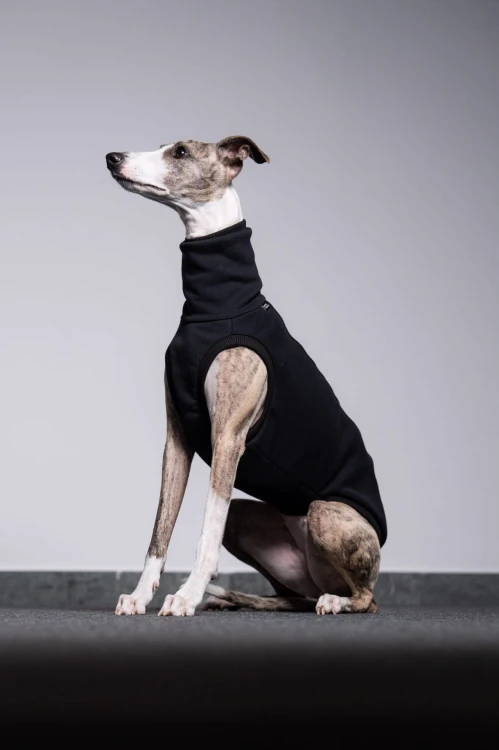 Whippet w czarnej dresowej bluzie, siedzący z profilu