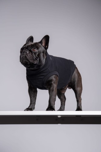 Buldog francuski w czarnej dresowej bluzie, stojący bokiem na półce
