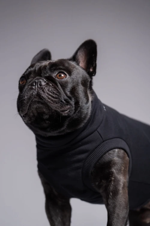 Buldog francuski w czarnej dresowej bluzie, portret z głową uniesioną wysoko