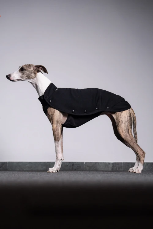 Whippet w czarnej bluzie z wodoodpornym spodem, widok z boku w ruchu