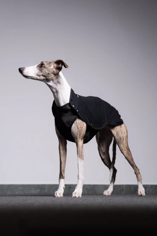 Whippet w czarnej bluzie z wodoodpornym spodem, cała sylwetka z profilu