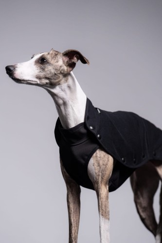 Whippet w czarnej bluzie z wodoodpornym spodem, widok z boku