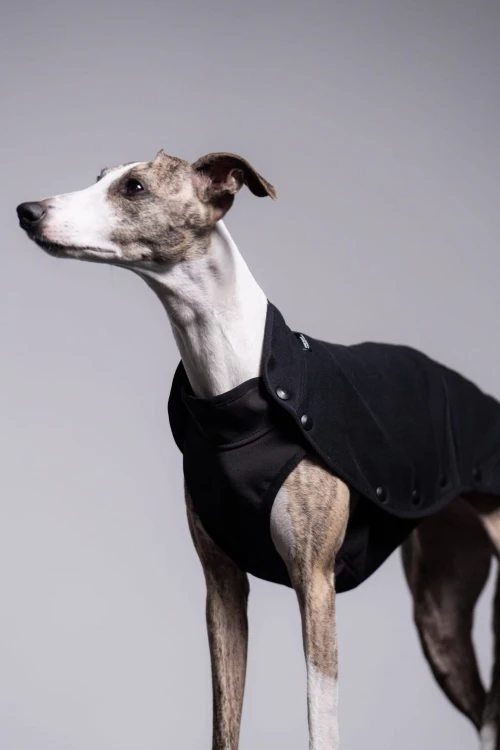 Whippet w czarnej bluzie z wodoodpornym spodem, widok z boku