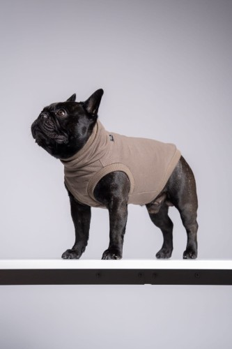 Buldog francuski w dresowej bluzie cappuccino, stojący bokiem na półce