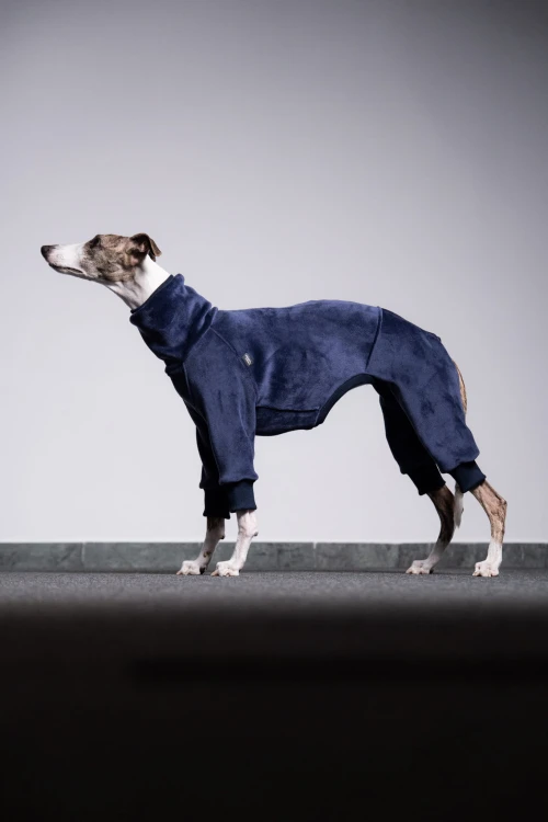 Whippet w granatowym kombinezonie aksamitnym – sylwetka z boku na ciemnym tle