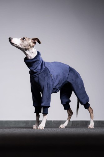Whippet w granatowym polarowym kombinezonie z aksamitnej dzianiny, widok od przodu