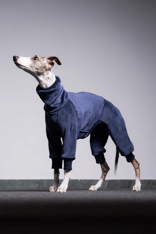 Whippet w granatowym polarowym kombinezonie z aksamitnej dzianiny, widok od przodu