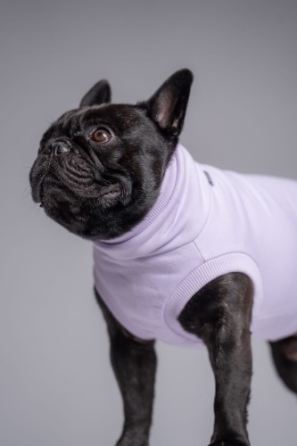 Portret buldoga francuskiego w lila dresowej bluzie, zbliżenie na głowę