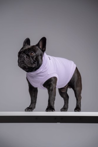 Buldog francuski w lila dresowej bluzie, stojący bokiem na półce