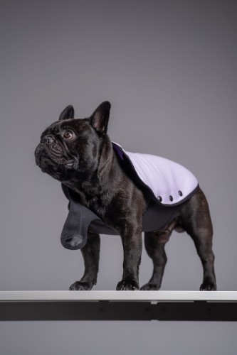 Portret buldoga francuskiego w liliowej bluzie, w ruchu