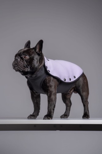 Buldog francuski w liliowej bluzie z wodoodpornym spodem, widok z boku