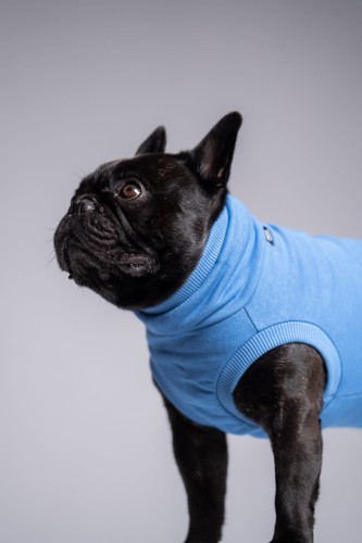 Portret buldoga francuskiego w niebieskiej dresowej bluzie, patrzący w bok