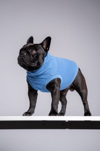 Buldog francuski w niebieskiej dresowej bluzie, stojący bokiem na półce